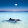 LostDolphin