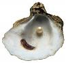 Perle