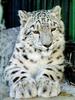 Snow Leopard