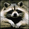 barnik