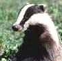 badger