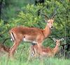 impala