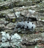 Morimus