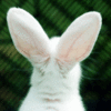 injured Bunny