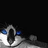 ...the cat...