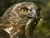 circaetus