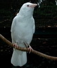 white_raven