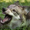volchonok