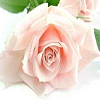 Anneya