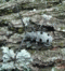 Morimus