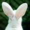 injured Bunny
