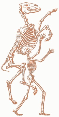 Нажмите на изображение для увеличения.

Название:	300 comparative_anatomy.jpg
Просмотров:	2
Размер:	27.8 Кб
ID:	10141142