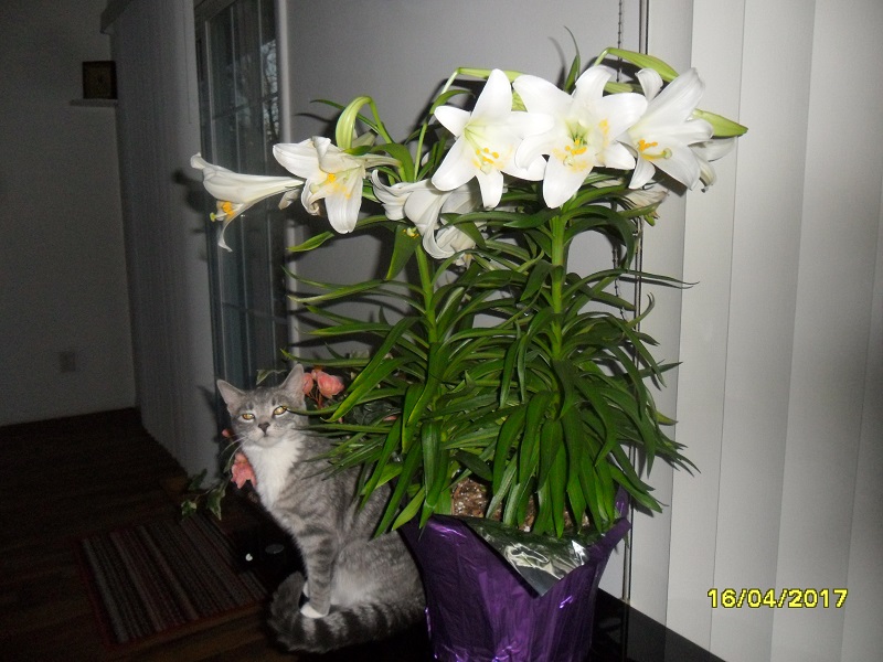 Нажмите на изображение для увеличения.

Название:	1 koshka 2.jpg
Просмотров:	1
Размер:	224.9 Кб
ID:	10139630