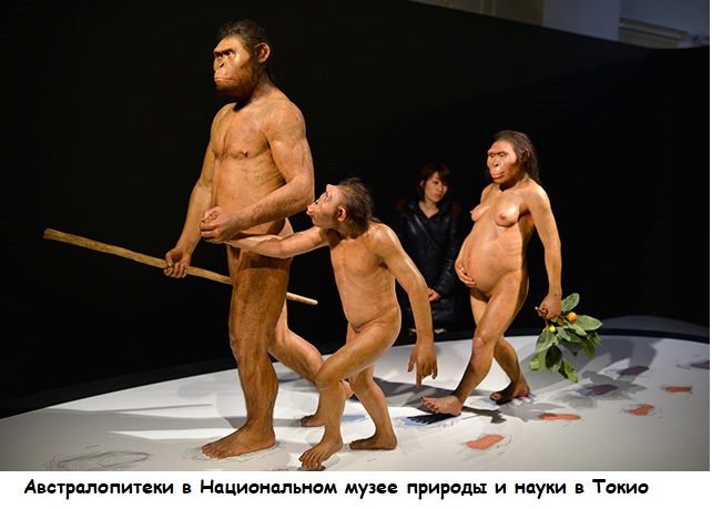 Нажмите на изображение для увеличения.

Название:	австралопитеки в Национальном музее природыи науки в Токио 2.jpg
Просмотров:	3
Размер:	78.0 Кб
ID:	10157352