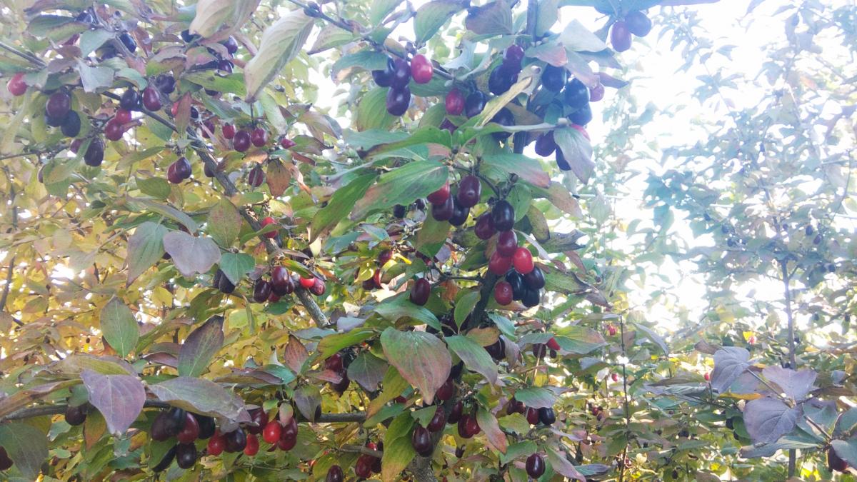 Нажмите на изображение для увеличения.

Название:	IMG_20211009_191841.jpg
Просмотров:	1
Размер:	167.7 Кб
ID:	10156465