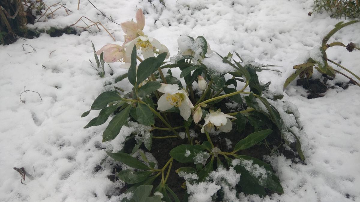 Нажмите на изображение для увеличения.

Название:	IMG_20211201_093236.jpg
Просмотров:	1
Размер:	105.4 Кб
ID:	10157038