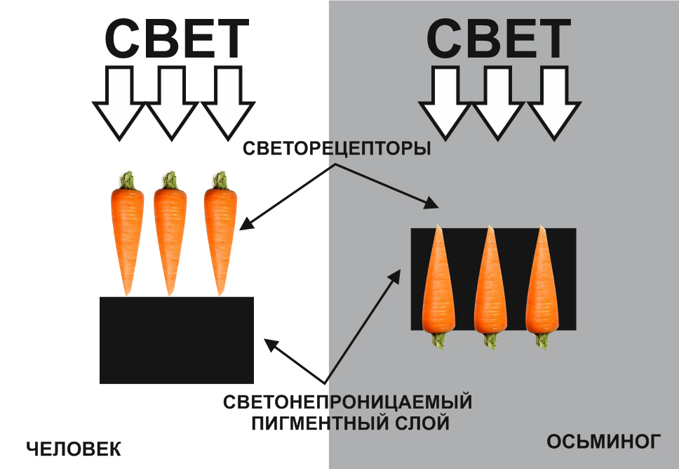 Нажмите на изображение для увеличения.

Название:	МОРКОВКИ.jpg
Просмотров:	1
Размер:	188.1 Кб
ID:	10147946