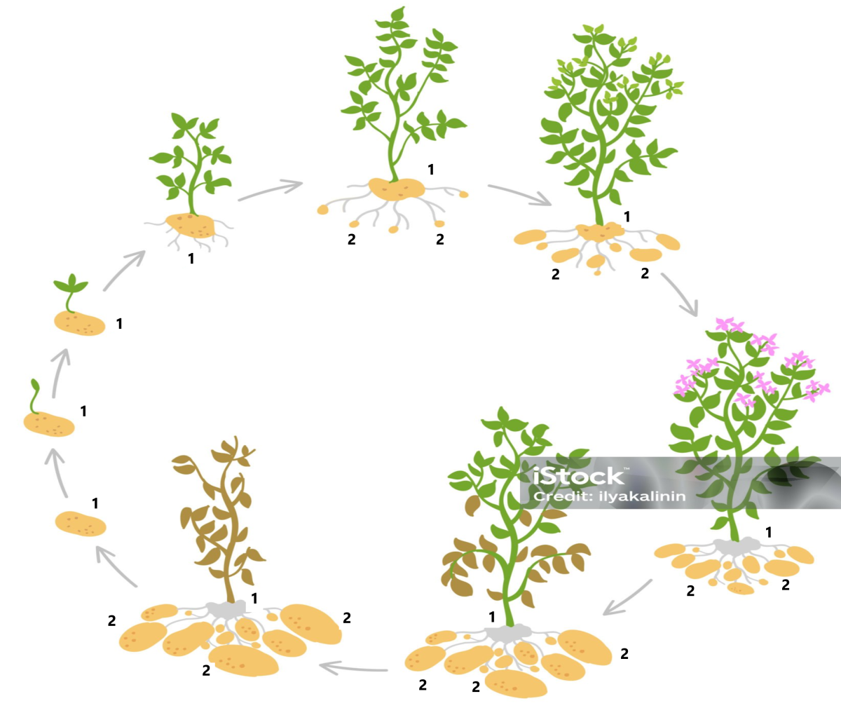 Нажмите на изображение для увеличения.

Название:	Картопля.png
Просмотров:	4
Размер:	582.3 Кб
ID:	10767956