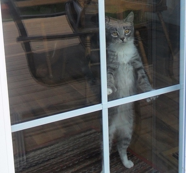 Нажмите на изображение для увеличения.

Название:	1 guliat - koshka 600.jpg
Просмотров:	2
Размер:	170.4 Кб
ID:	10155462