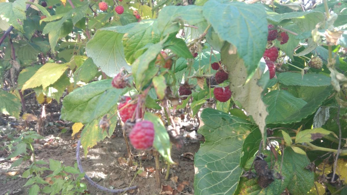 Нажмите на изображение для увеличения.

Название:	IMG_20211009_155513_1.jpg
Просмотров:	1
Размер:	131.5 Кб
ID:	10156466