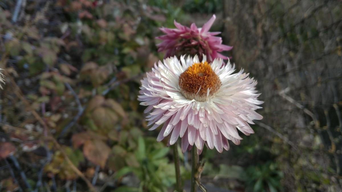 Нажмите на изображение для увеличения.

Название:	IMG_20211011_133818.jpg
Просмотров:	1
Размер:	80.2 Кб
ID:	10156493