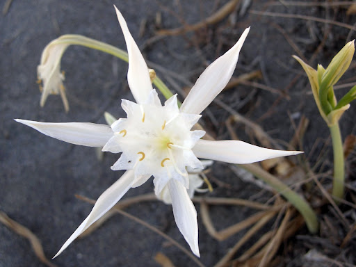 Нажмите на изображение для увеличения.

Название:	Pancratium maritimum1.jpg
Просмотров:	1
Размер:	49.6 Кб
ID:	10125705