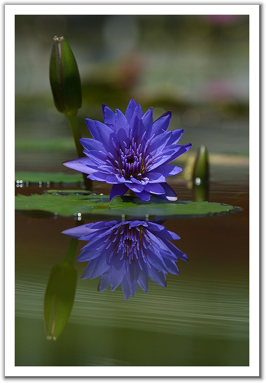 Нажмите на изображение для увеличения.

Название:	blue-waterlili.jpg
Просмотров:	1
Размер:	122.0 Кб
ID:	10125817