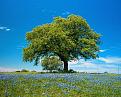 Нажмите на изображение для увеличения.

Название:	tree_field_F.jpg
Просмотров:	20
Размер:	87.7 Кб
ID:	10106607