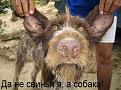 Нажмите на изображение для увеличения.

Название:	sobakosvinmal.JPG
Просмотров:	123
Размер:	29.2 Кб
ID:	10108108