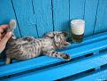 Нажмите на изображение для увеличения.

Название:	05324-bmv6363-cats_firefun_ru_.jpg
Просмотров:	18
Размер:	68.0 Кб
ID:	10110099
