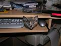 Нажмите на изображение для увеличения.

Название:	05333-59245730-cats_firefun_ru_.jpg
Просмотров:	18
Размер:	63.7 Кб
ID:	10110101