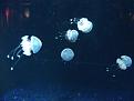 Нажмите на изображение для увеличения.

Название:	Monterey 024.jpg
Просмотров:	33
Размер:	46.6 Кб
ID:	10110508