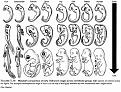 Нажмите на изображение для увеличения.

Название:	textbook-haeckel-vertebrates-kardong-1998.jpg
Просмотров:	34
Размер:	83.5 Кб
ID:	10110918