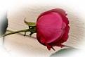 Нажмите на изображение для увеличения.

Название:	Haskell_Edward-Red_Rose.jpg
Просмотров:	9
Размер:	2.8 Кб
ID:	10111923