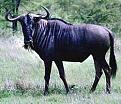 Нажмите на изображение для увеличения.

Название:	an_gnu.jpg
Просмотров:	11
Размер:	18.9 Кб
ID:	10116829