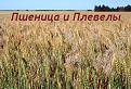 Нажмите на изображение для увеличения.

Название:	wat.jpg
Просмотров:	15
Размер:	169.5 Кб
ID:	10117550