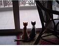 Нажмите на изображение для увеличения.

Название:	cat1.jpg
Просмотров:	71
Размер:	81.0 Кб
ID:	10117576