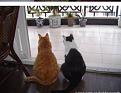 Нажмите на изображение для увеличения.

Название:	cat2.jpg
Просмотров:	67
Размер:	83.9 Кб
ID:	10117577