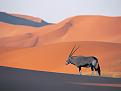 Нажмите на изображение для увеличения.

Название:	Oryx Antelope.jpg
Просмотров:	13
Размер:	33.2 Кб
ID:	10118803