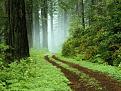 Нажмите на изображение для увеличения.

Название:	Forest.jpg
Просмотров:	13
Размер:	132.2 Кб
ID:	10118805