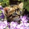 Нажмите на изображение для увеличения.

Название:	cat_flowers_b-913384s.jpg
Просмотров:	37
Размер:	3.7 Кб
ID:	10119754