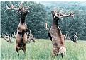 Нажмите на изображение для увеличения.

Название:	Fighting_Elk.jpg
Просмотров:	15
Размер:	65.2 Кб
ID:	10119920