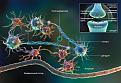Нажмите на изображение для увеличения.

Название:	glia_0.jpg
Просмотров:	5
Размер:	101.8 Кб
ID:	10122383