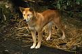 Нажмите на изображение для увеличения.

Название:	Dingo2.jpg
Просмотров:	15
Размер:	235.4 Кб
ID:	10133795