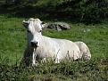 Нажмите на изображение для увеличения.

Название:	kartinki24_ru_animals_cows_0004.jpg
Просмотров:	9
Размер:	159.6 Кб
ID:	10134834