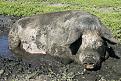 Нажмите на изображение для увеличения.

Название:	pigs2.jpg
Просмотров:	21
Размер:	101.8 Кб
ID:	10136513