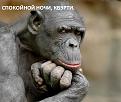 Нажмите на изображение для увеличения.

Название:	1455576826_121.jpg
Просмотров:	188
Размер:	130.1 Кб
ID:	10140776
