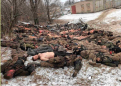 Нажмите на изображение для увеличения.

Название:	jyagF9R.png
Просмотров:	72
Размер:	444.5 Кб
ID:	10159386