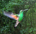 Нажмите на изображение для увеличения.

Название:	120px-Stripe-tailed_Hummingbird.jpg
Просмотров:	16
Размер:	5.7 Кб
ID:	10163771