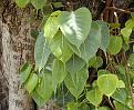 Нажмите на изображение для увеличения.

Название:	413px-Ficus_religiosa_Bo.jpg
Просмотров:	46
Размер:	66.7 Кб
ID:	10629407